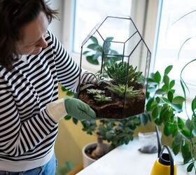 How To Get Rid Of Gnats In Your Terrarium