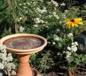 How To Keep Mosquito Larvae Out Of Your Bird Bath