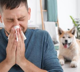 What To Do If A Future Houseguest Is Allergic To Your Pet
