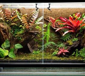 How To Prevent Mold In A Terrarium