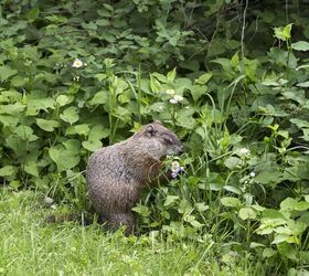 What Do I Do If A Groundhog Keeps Eating My Plants