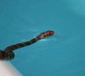 What To Do If There Is A Snake In The Pool