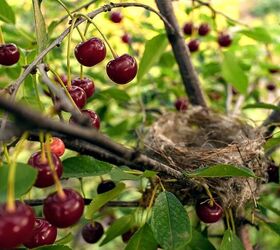 Tips To Stop Birds From Nesting On Your Property