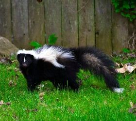 What To Do If A Skunk Sprayed My Property/Backyard