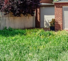 What To Do If Your Neighbor Won’t Cut Their Grass