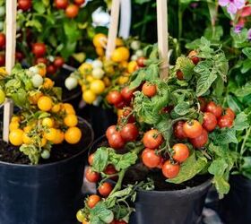 Top Vegetables That You Can Easily Grow In Pots