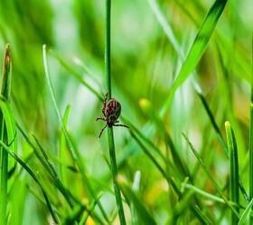 What To Do About Ticks In Your Yard