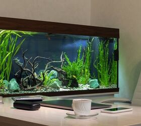 What To Do With Your Fish Tank When You Move