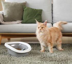 Tips To Stop Cats From Spreading Litter Throughout The House