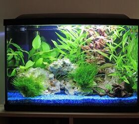 Here’s What You Should Know Before Buying A Fish Tank