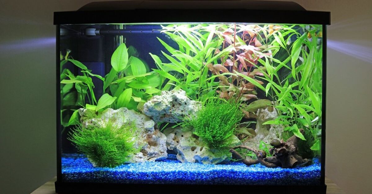 Regular Fish Tank Here’s What You Should Know Before Buying A Fish Tank | Upgradedhome.com