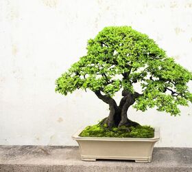 Tips To Help You Grow A Bonsai Tree In Your Home