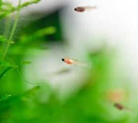 How To Prevent Aquarium Fish From Breeding