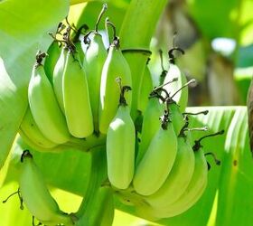 Why Isn’t My Banana Tree Growing Bananas?