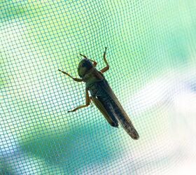 Pests That Can Chew Through Window Screens