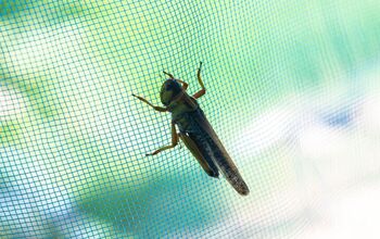 Pests That Can Chew Through Window Screens