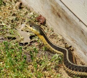 The Best Ways To Keep Snakes Out Of A Yard
