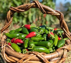 11 Ways To Use The Jalapeño Peppers From Your Garden