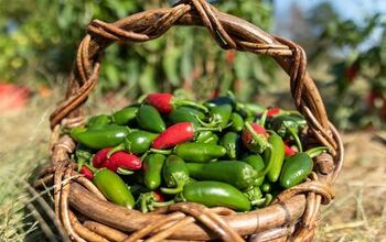 11 Ways To Use The Jalapeño Peppers From Your Garden