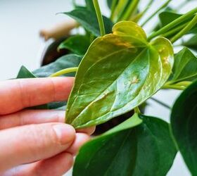 How To Protect Houseplants From Pests