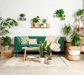 Why Won’t My Houseplants Grow?