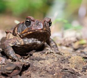 Common Reptiles That Can Pose A Threat To Pets