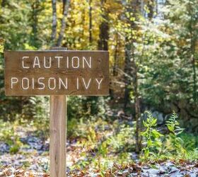 How To Cure Poison Ivy Using Ingredients From Home