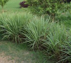 Reasons Why You Should Plant Lemongrass In Your Yard