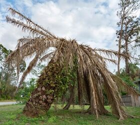 Can You Revive A Dead Tree?