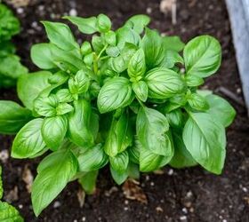 14 Types Of Basil And Why You Should Grow Them