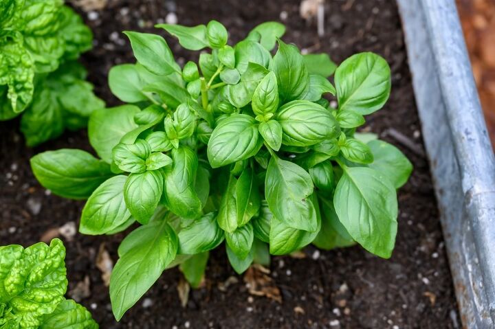 Example Ofbasil 14 Types Of Basil And Why You Should Grow Them | Upgradedhome.com