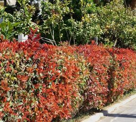 Best Bushes And Hedges To Plant For Stunning Fall Colors