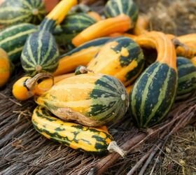 Different Gourds You Should Grow, And How To Use Them