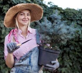 How Long Does It Take To Grow Your Own Christmas Tree?