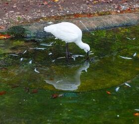 12 Ways To Prevent Birds From Eating The Fish In Your Pond