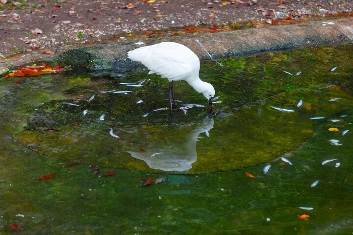 Pond Fish Eating 12 Ways To Prevent Birds From Eating The Fish In Your Pond ...