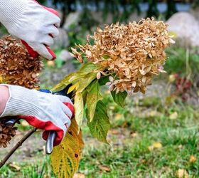 What Perennials To Cut Back In The Fall