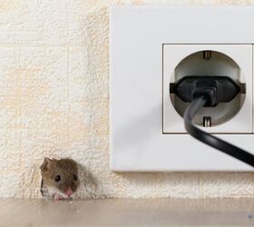 Where Do Mice Hide In My House?