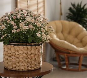 10 Best Indoor Plants To Help With Allergies