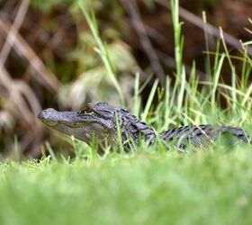 How To Alligator-Proof Your Yard