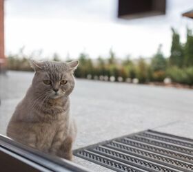 How To Keep Stray Cats Off My Porch