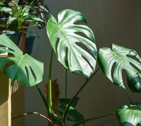 10 Tips To Help Keep Your Indoor Monstera Plant Alive