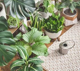 How To Use Beneficial Nematodes For Indoor Plants