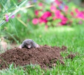 Six Signs You Have Moles In Your Yard (And How To Get Rid Of Them)