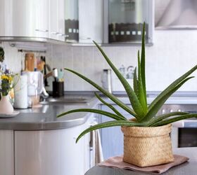 All The Ways To Use An Aloe Plant