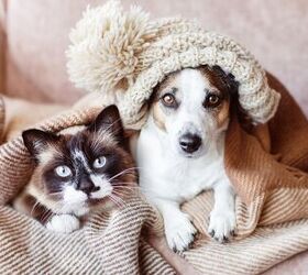 How To Keep Your Pets Warm At Home In The Winter