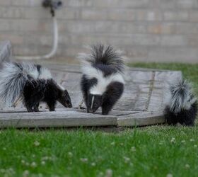 12 Ways To Keep Skunks Out Of Your Yard For Good