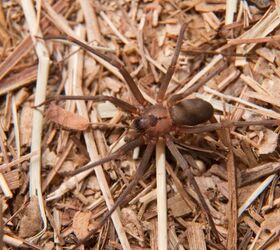 Tips To Stay Safe In A Home With Brown Recluse Spiders