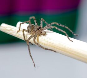 How To Get Rid Of Brown Recluse Spiders In My House