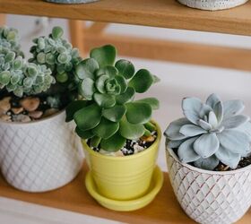 12 Tiny Indoor Plants That Are Ideal For Small Spaces